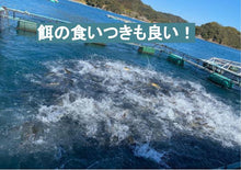 画像をギャラリービューアに読み込む, ブリコング (水産用飼料添加物)