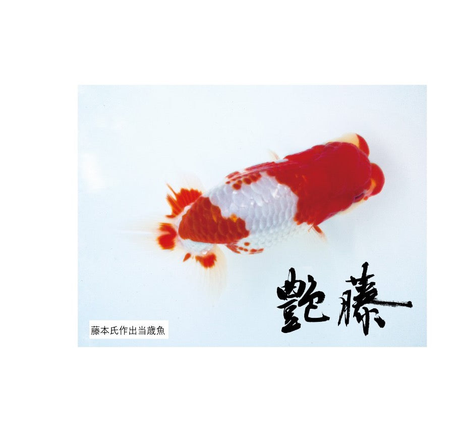 艶藤（つやふじ）
